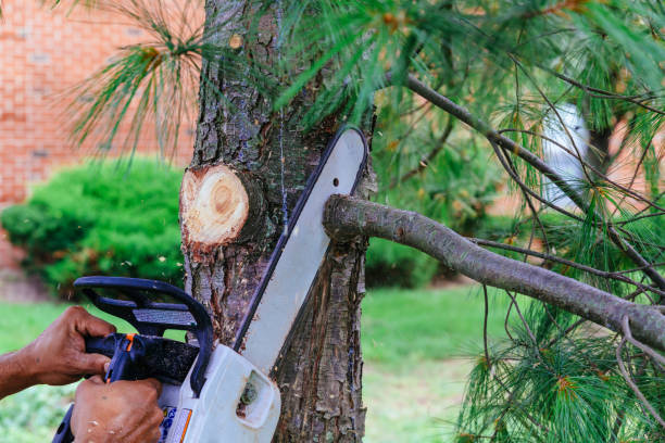 How Our Tree Care Process Works  in  Belwood, NC